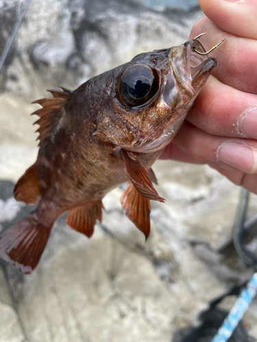 メバルの釣果