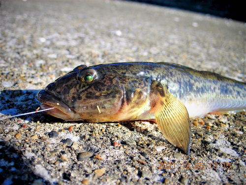 マハゼの釣果