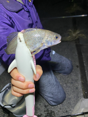 イシモチの釣果