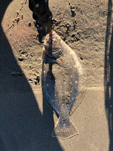 ソゲの釣果