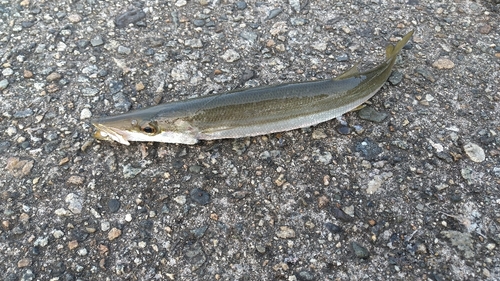 カマスの釣果