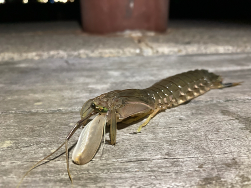 シャコの釣果