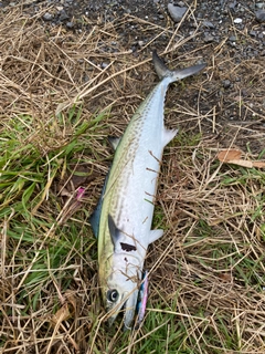 サゴシの釣果