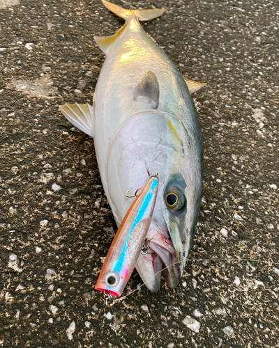 メジロの釣果