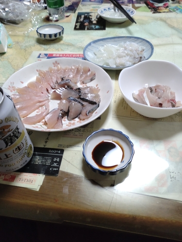 サゴシの釣果