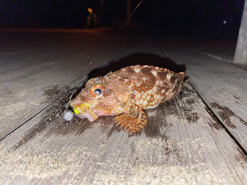 カサゴの釣果