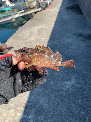 カサゴの釣果