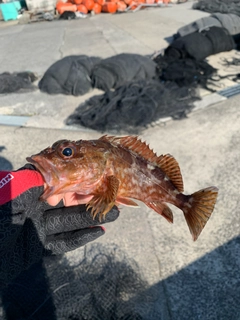 カサゴの釣果