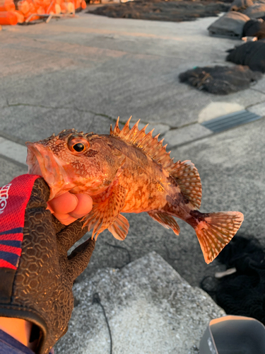 カサゴの釣果