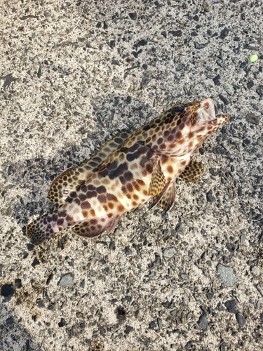 イシミーバイの釣果