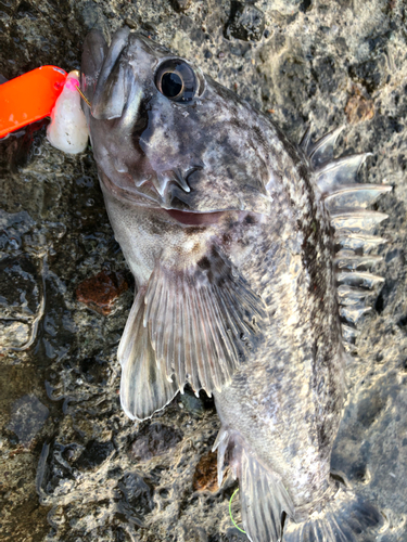 クロソイの釣果