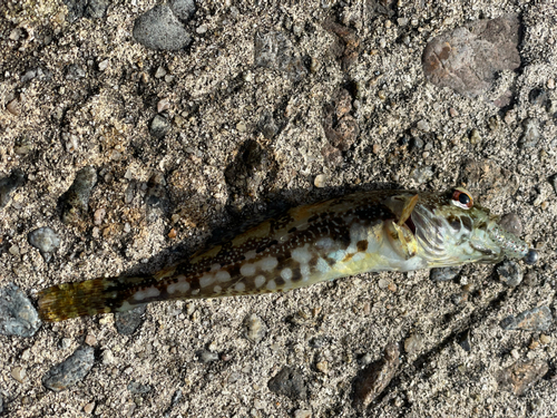 アナハゼの釣果