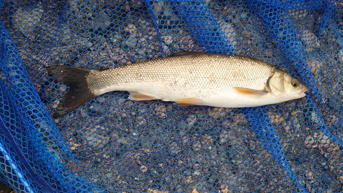 ウグイの釣果