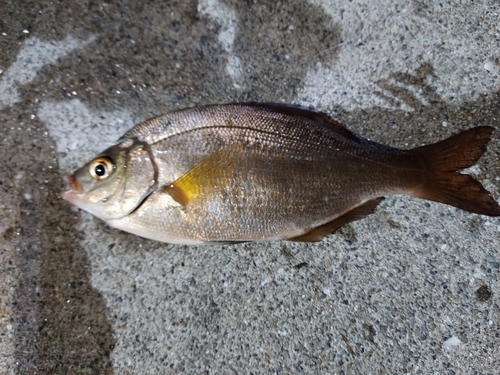 タナゴの釣果