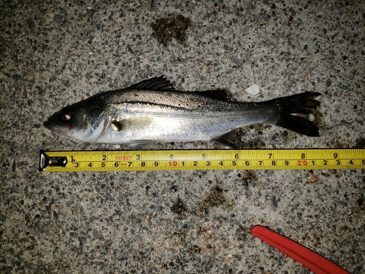 セイゴ（マルスズキ）