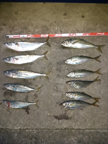 アジの釣果