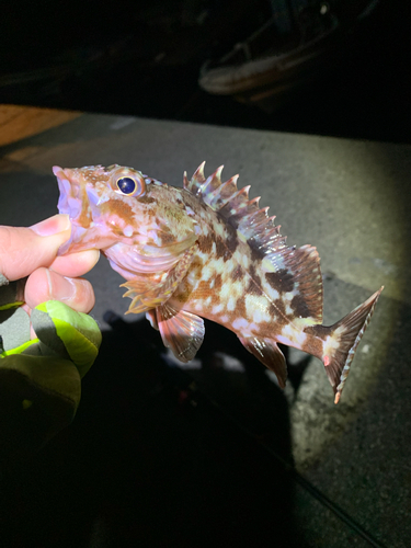 カサゴの釣果