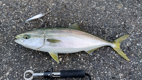 ハマチの釣果