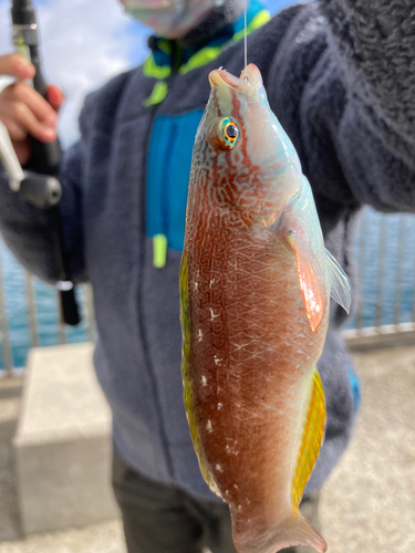 アカササノハベラの釣果