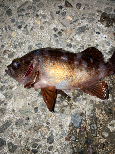 メバルの釣果