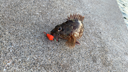 ガシラの釣果