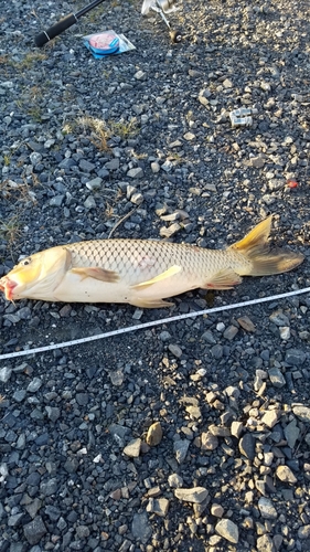 ニゴイの釣果