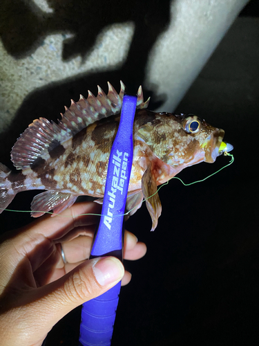 カサゴの釣果