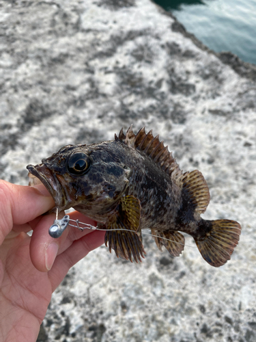 ムラソイの釣果