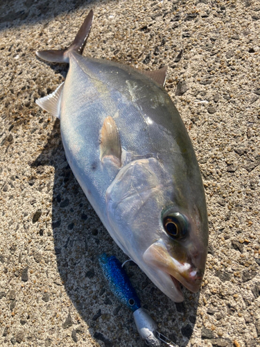 ネリゴの釣果