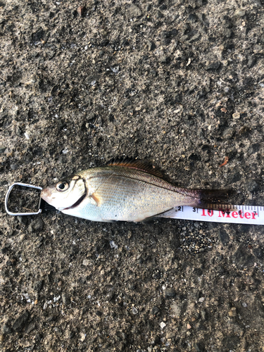 ウミタナゴの釣果