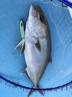 カンパチの釣果