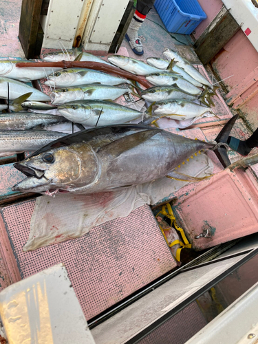 ハマチの釣果