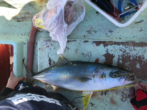 ハマチの釣果