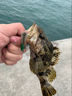 タケノコメバルの釣果