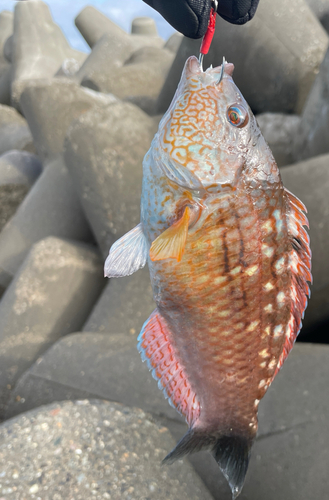 ホシササノハベラの釣果