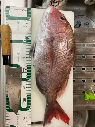 マダイの釣果