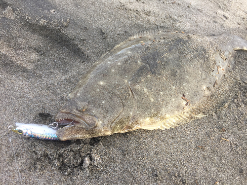 ヒラメの釣果