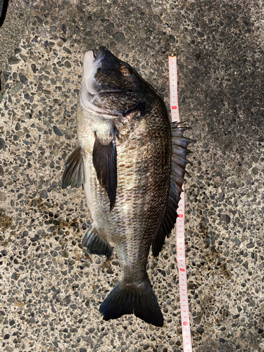 クロダイの釣果