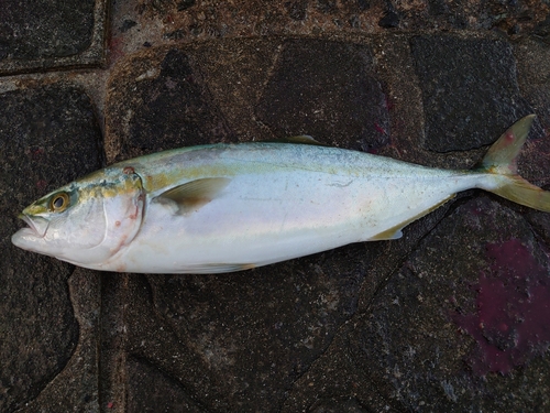 ツバスの釣果