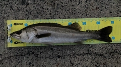 スズキの釣果