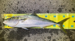 ハマチの釣果