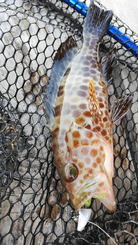 オオモンハタの釣果