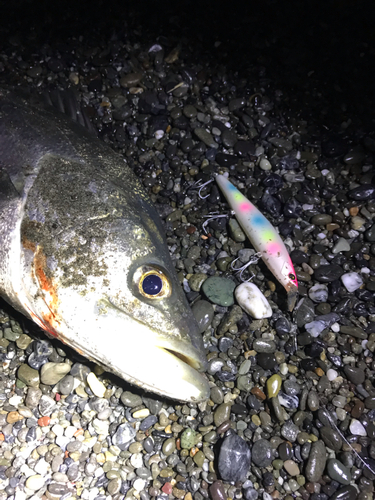 フッコ（マルスズキ）の釣果