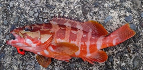 アカハタの釣果