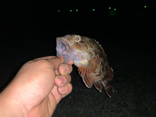 カサゴの釣果