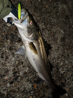 シーバスの釣果