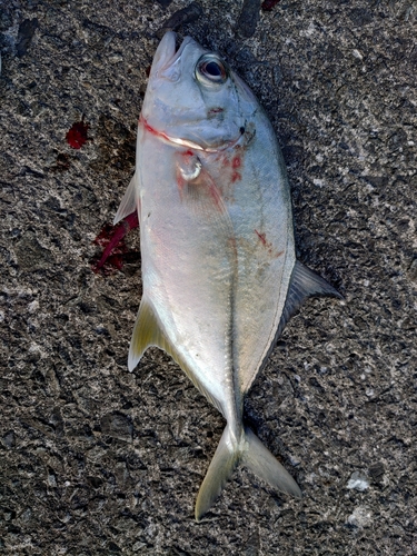 ロウニンアジの釣果