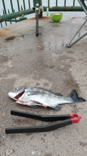 クロダイの釣果