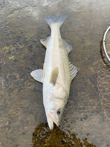 マルスズキの釣果