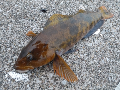 アイナメの釣果